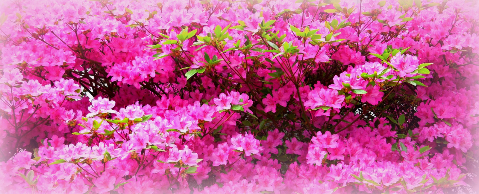 สีชมพู, โอไฮโอ, ดอกไม้, ธรรมชาติ, ความงาม, บุปผา, อาจ, Azalea, ฤดูใบไม้ผลิ, บาน, 2015, floweringshrub, mogadoreohio, summitcountyohio