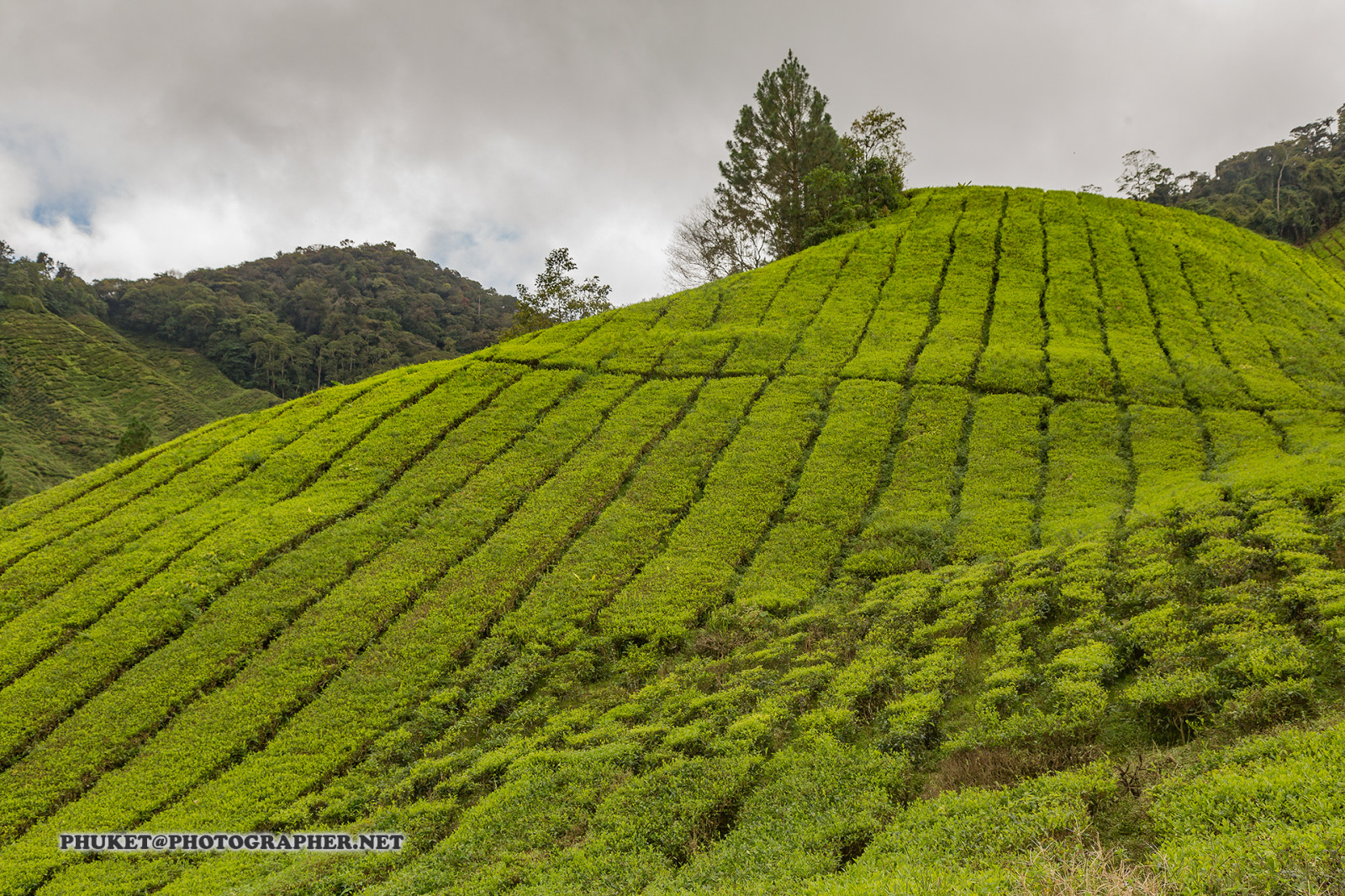 krajina, kopec, Příroda, budova, tráva, nebe, motocykl, pole, Dům, hotel, zelená, modrý, mlha, letovisko, čaj, Malajsie, Thajsko, mrak, strom, zvíře, cestovat, list, hora, květ, lučina, rostlina, web, mě, síť, domů, výlet, zemědělství, cesta, plavba, phuket, moto, Leathes, cameron, vrchovina, geo, phuketian, Kedah, Stát, plantáž, oříznutí, půda, venkov, keř, neloupané pole