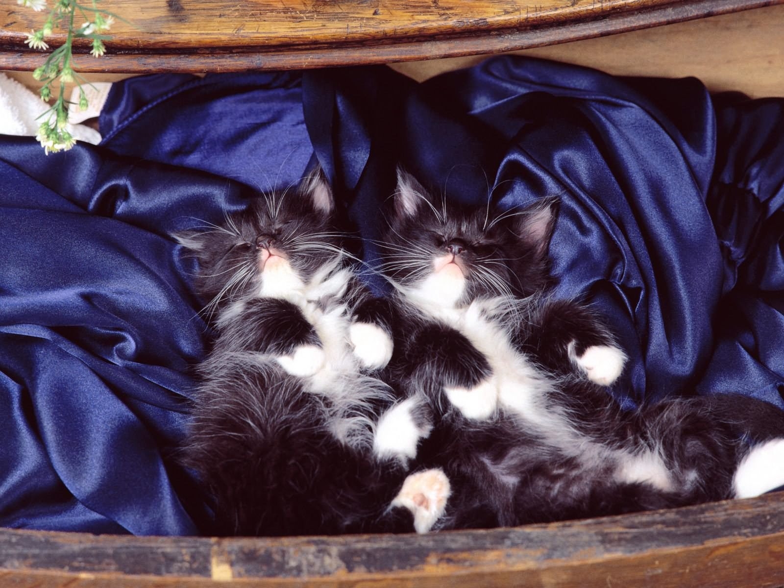 Wallpaper kittens, whiskers, silk, kitten, pair, vertebrate, cat like