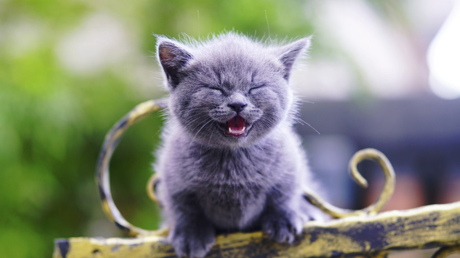 Wallpaper 2048x1152 Px Animals Cat Kittens 2048x1152 Wallpaper 2048x1152 Px Animals Cat Kittens 2048x1152