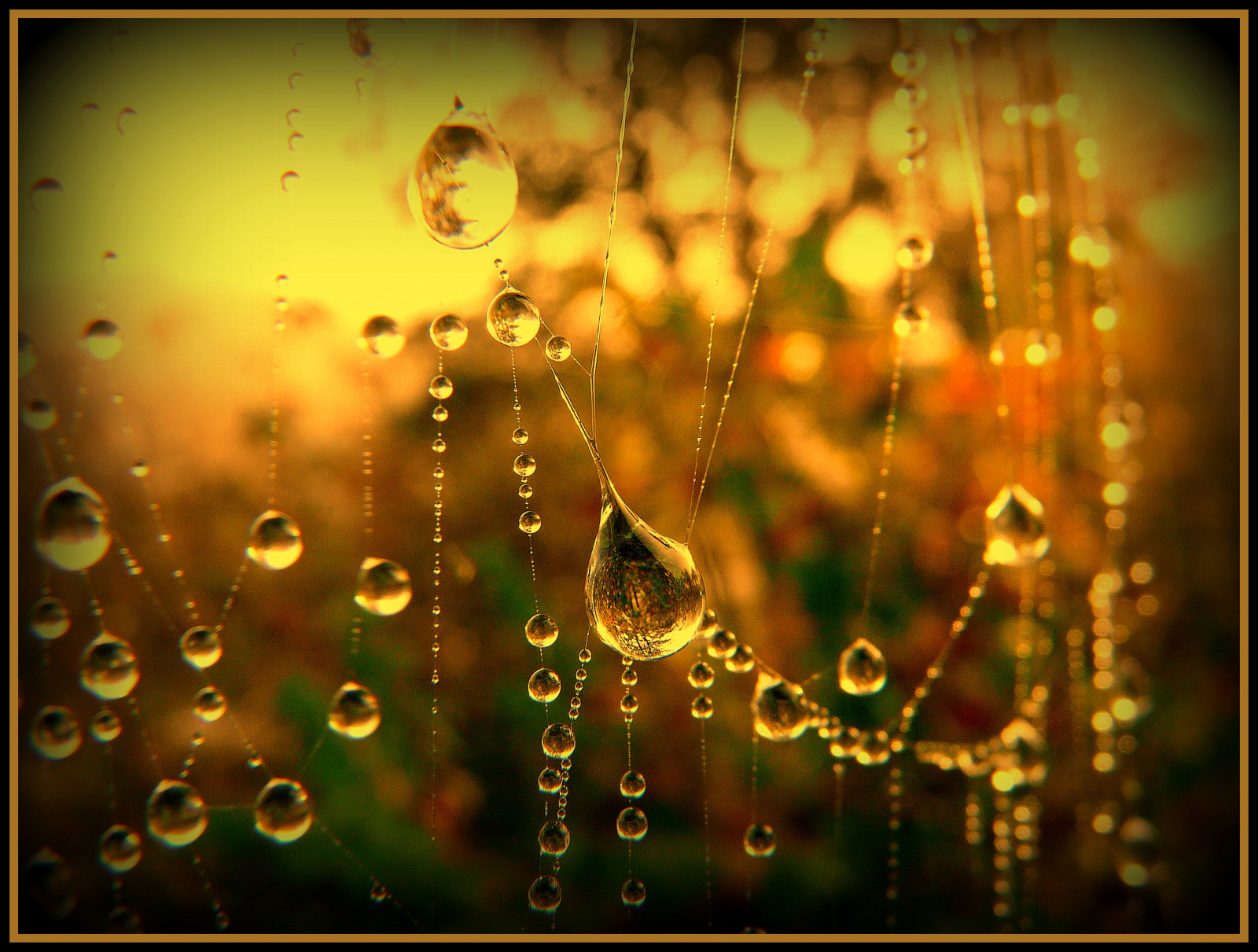 Příroda, voda, žlutý, vlhkost, rosa, pavoučí síť, makro fotografie, ráno, slunečnímu záření, počítač tapeta, organismus, pokles, stock photography, tráva