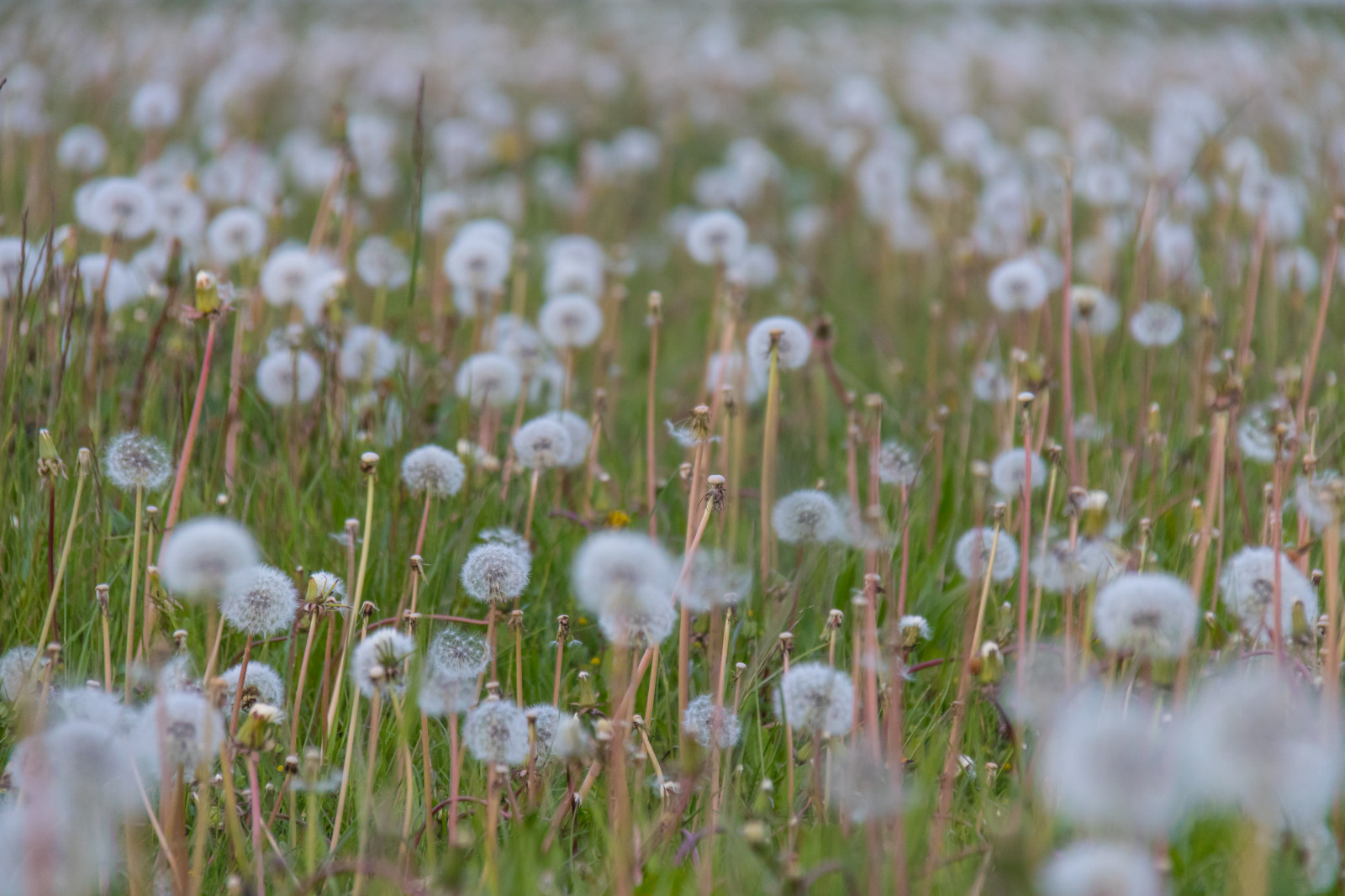 slunečnímu záření, Příroda, tráva, pole, zelená, pampeliška, tundra, mokřadní, květ, lučina, rostlina, flóra, maskros, s dersl tt, louka, divoká rostlina, trávník, prérie, místo výskytu, přírodní prostředí, botanika, suchozemská rostlina, kvetoucí rostlina, zblízka, makro fotografie, tráva rodina, závod stonek