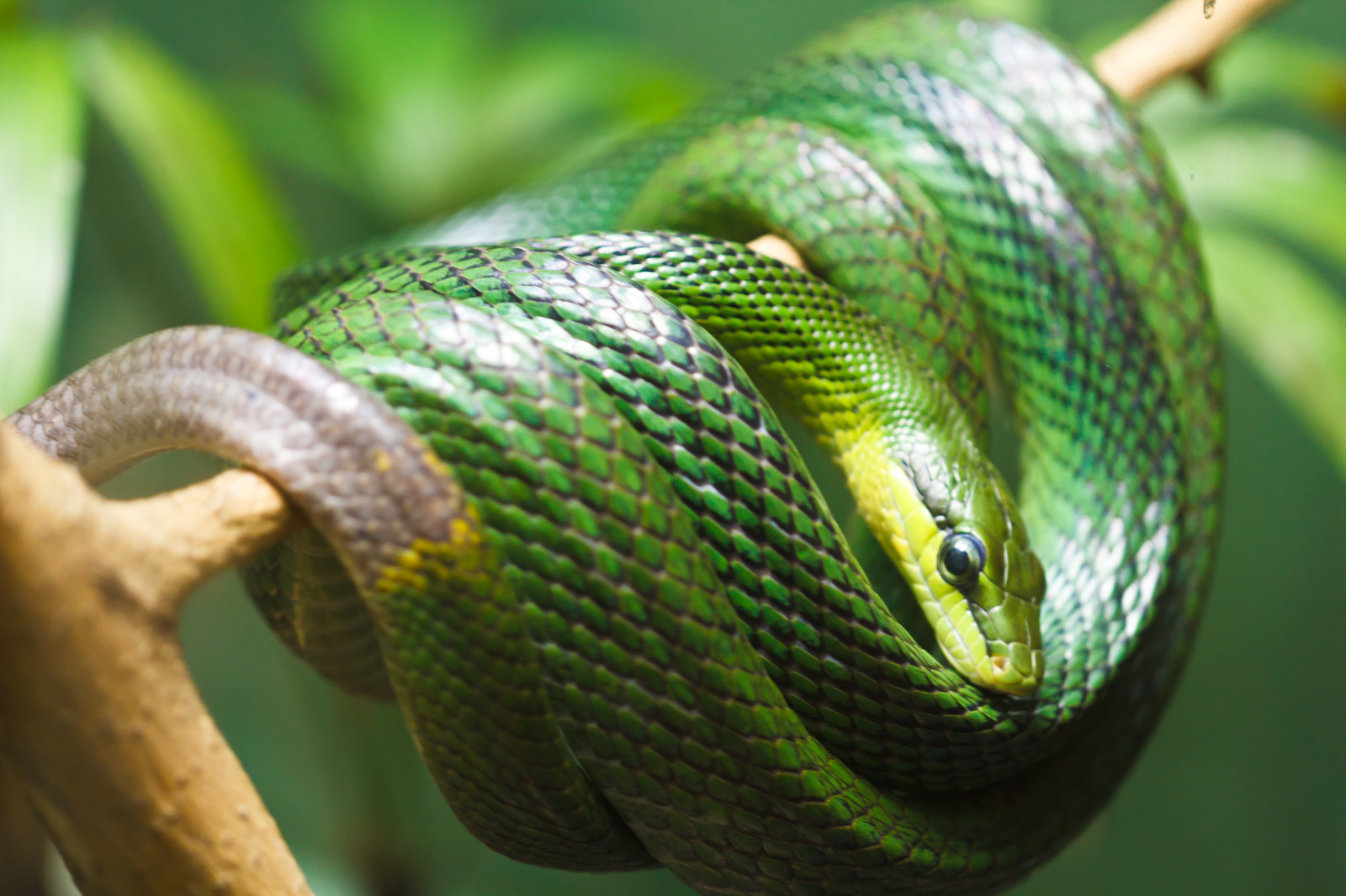 plaz, had, zmenšen plazů, had, fauna, Mamba zelená, mamba, Elapidae, chameleón, vine snake, organismus, makro fotografie, Colubridae, terrestrial animal