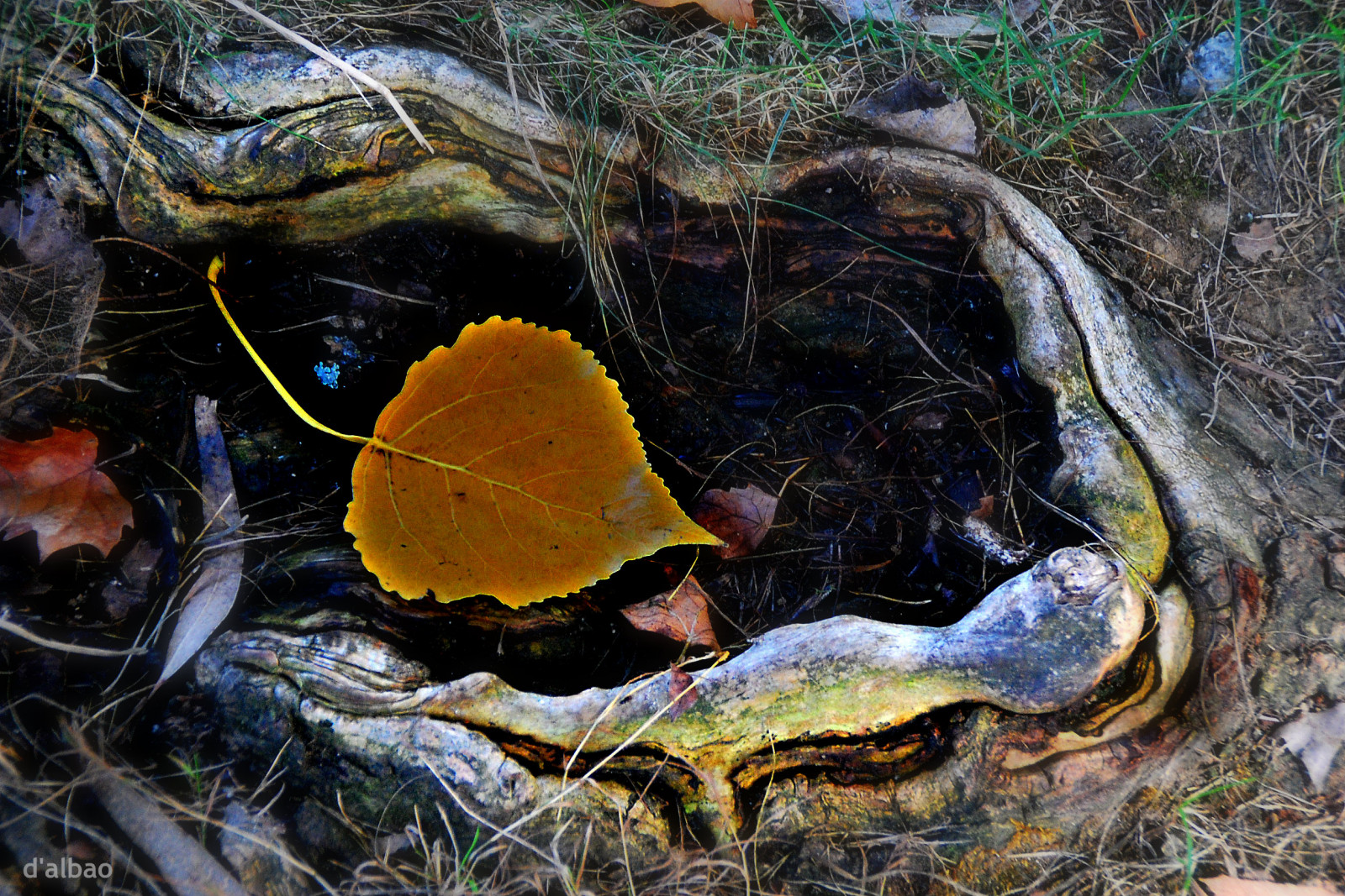 list, houba, rostlina, voda, strom, léčivý houba, organismus, podzim, agaricomycetes, tráva, les