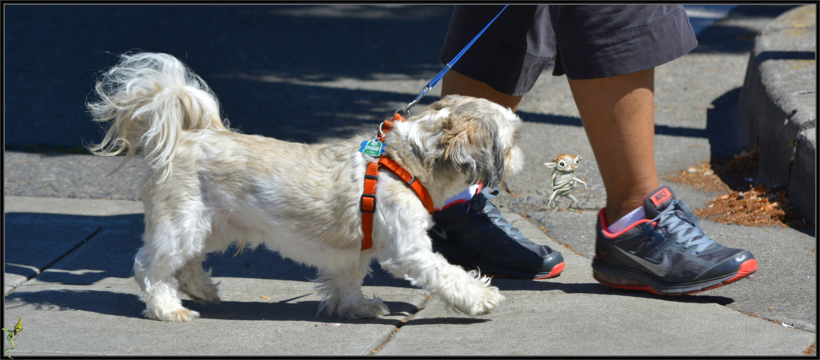 ulice, stvoření, Pes, Nohy, obuv, řemínek, Procházka, chodník, čenich, pes jako savec, psí plemeno skupina, psí kříženci, psí plemeno, venčení domácích mazlíčků, výstava psů