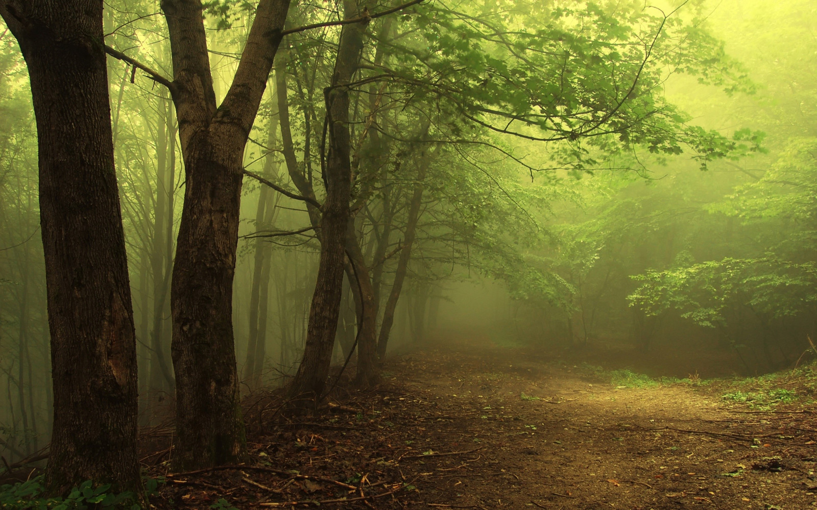luce del sole, alberi, paesaggio, foresta, natura, erba, piante, ramo, verde, mattina, nebbia, giungla, foresta pluviale, leggero, albero, autunno, nebbia, foglia, pianta, stagione, prato, bosco, area rurale, habitat, ambiente naturale, fenomeno atmosferico, pianta legnosa, caratteristica geografica, ecosistema, vecchia foresta di crescita, deciduo