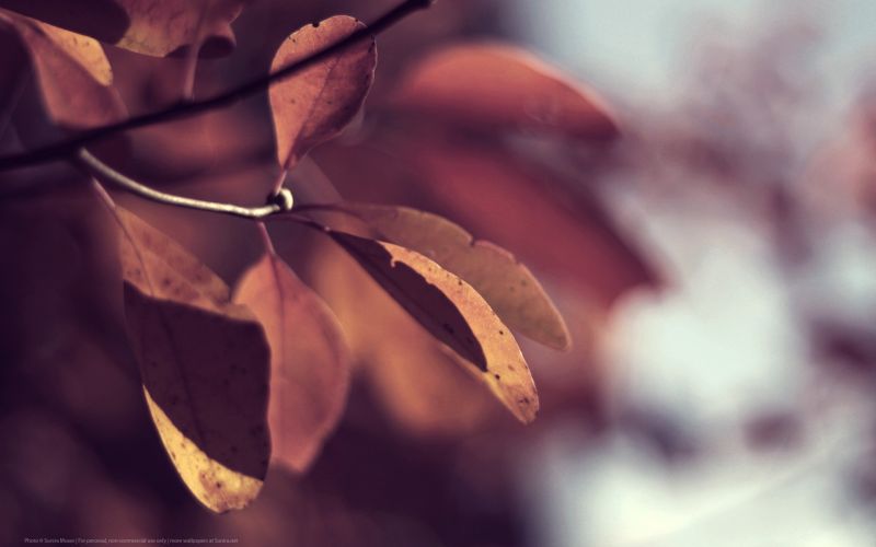 sunlight, leaves, nature, reflection, plants, photography sunlight, leaves, nature, reflection, plants, photography