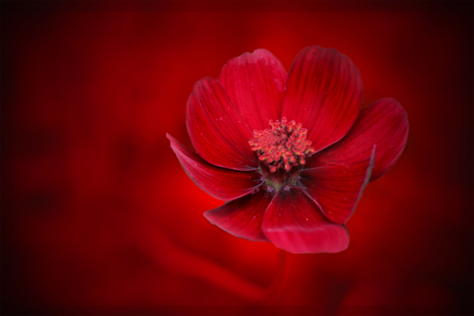 květiny, Červené, květ, makro, detailní, Kánon, flóra, zblízka, třída, 100mmmacro, Dapa, Filtry kamer, omot, Worldclassimage, flowerorfoliagedetail, floraandfaunaoftheworld, Dapagroupmeritaward3, Jednoduše ty květiny, ourmemoriesourtimes, Artedalcoure, Showusyourbest, floralfantasia, Fineartphotographicmporium, Úžasnéphotoimagery, Flowerstheultimategalleryofflowers, Nádherný svět