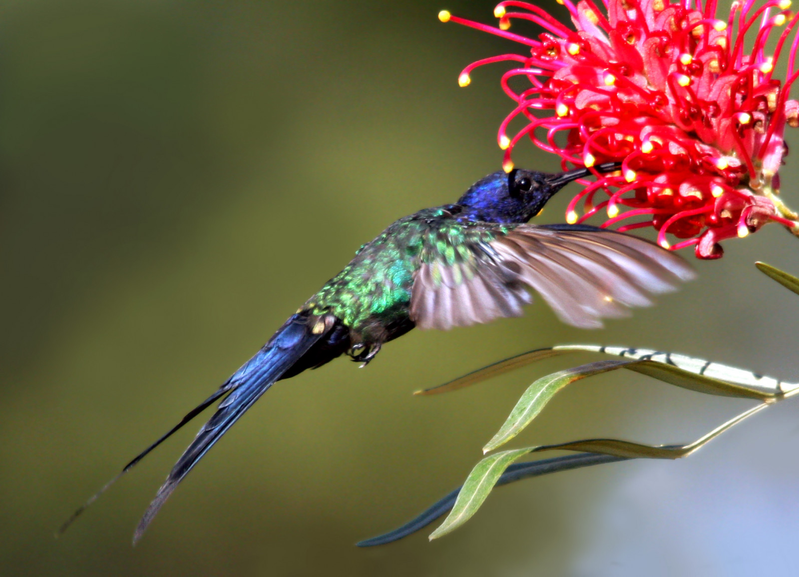 pták, Příroda, searchthebest, Volně žijících živočichů, natureza, Passaro, Aves, inspirovat, pozorování ptáků, Soe, zářící hvězda, oiseaux, ptáčník, wonderfulnature, supershot, birdsbirdsbirds, flickrnature, wingedwonders, natureplus, mywinners, shieldofexcellence, anawesomeshot, impressedbeauty, ultimateshot, nationalgeographicareyougoodenough, avianexcellence, excellenceinavianphotography, photosandcalendar, citritgroup, prettynaturephotos, theunforgettablepictures, naturewatcher, concordians, theworldsbestnaturewildlifeandmacrophotography, betterthangood, everydayissunday, theperfectphotographer, avianphotograph, natureislovely, goldstaraward, spiritofphotography, atrav sdaminhalentethroughmylens, feathersbeaksbirds, worldnaturewildlifecloseup, photographersgonewild, vosplusbellesphotos, thewonderfulworldofbirds, naturescreations, newenvyofflickr, dragonflyawardsgroup, naturegreestar