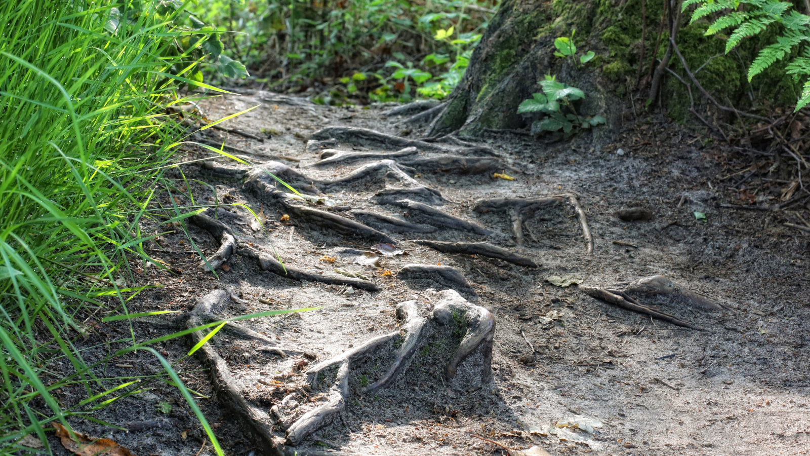 menanam, kayu, terrestrial plant, bagasi, natural material, Natural landscape, batuan dasar, groundcover, rumput, Akar, hutan, pemandangan, tanah, pohon, rimba, batu, berdaun lebar beriklim dan hutan campuran, jejak, daerah berhutan, gugur, ranting, Northern hardwood forest, hutan pertumbuhan tua, tropical and subtropical coniferous forests, valdivian temperate rain forest, batang tanaman, hutan hujan, margasatwa