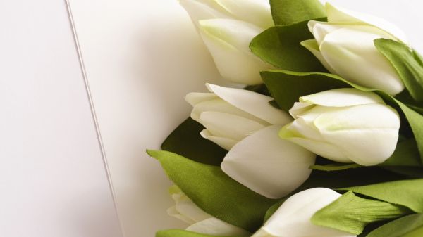 flowers, yellow, leaves, white, tulips, green