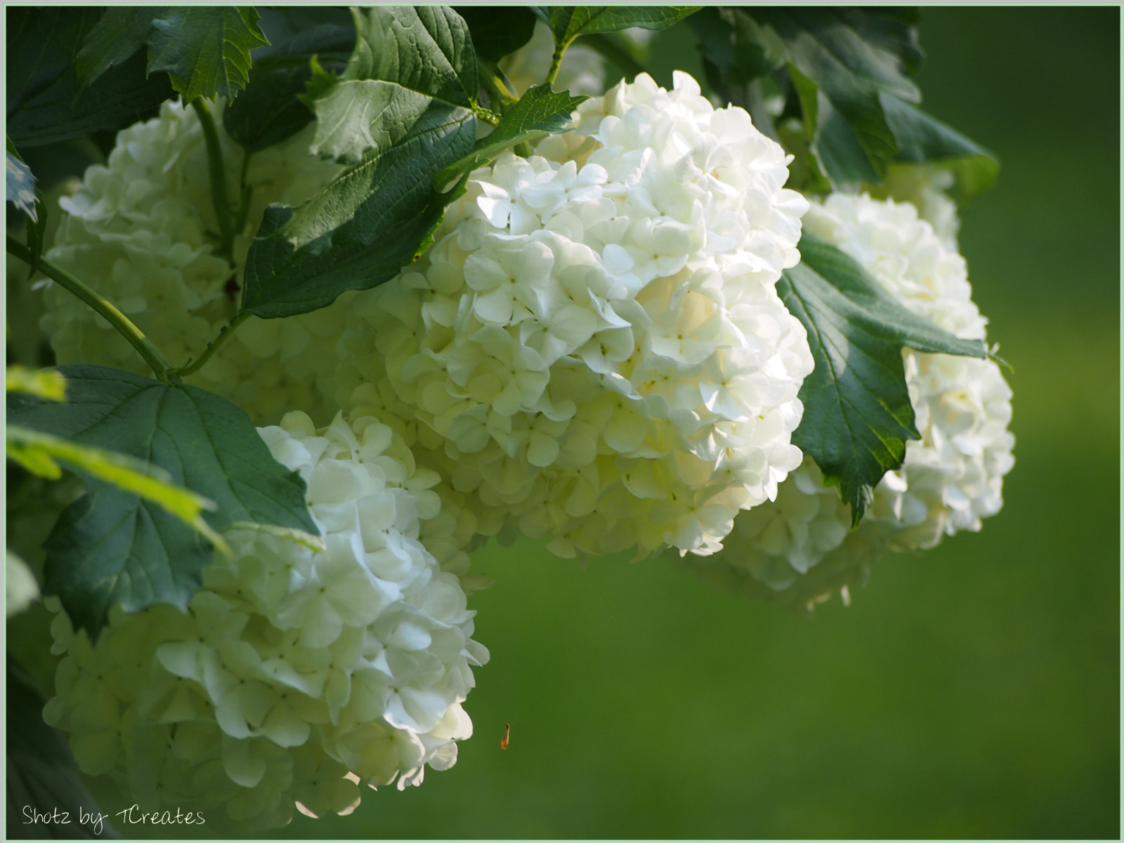 květiny, světlo, Spojené státy americké, slunečnímu záření, bílý, rostlina, zelená, Příroda, květinový, listy, Lístky, jaro, Spojené státy, bokeh, květy, indiana, Owencounty, sněhová koule, květy, keř, ilobsterit