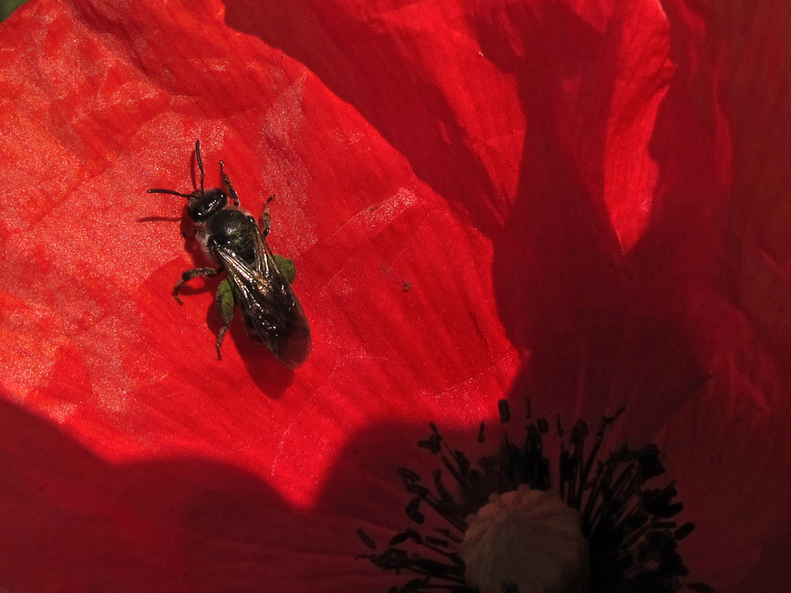 makro, insekt, insekt, Bi, Abeja, Bicho, insecto, Hymenoptera, Insecta, apocrita, apoidea, bichito, apoideos