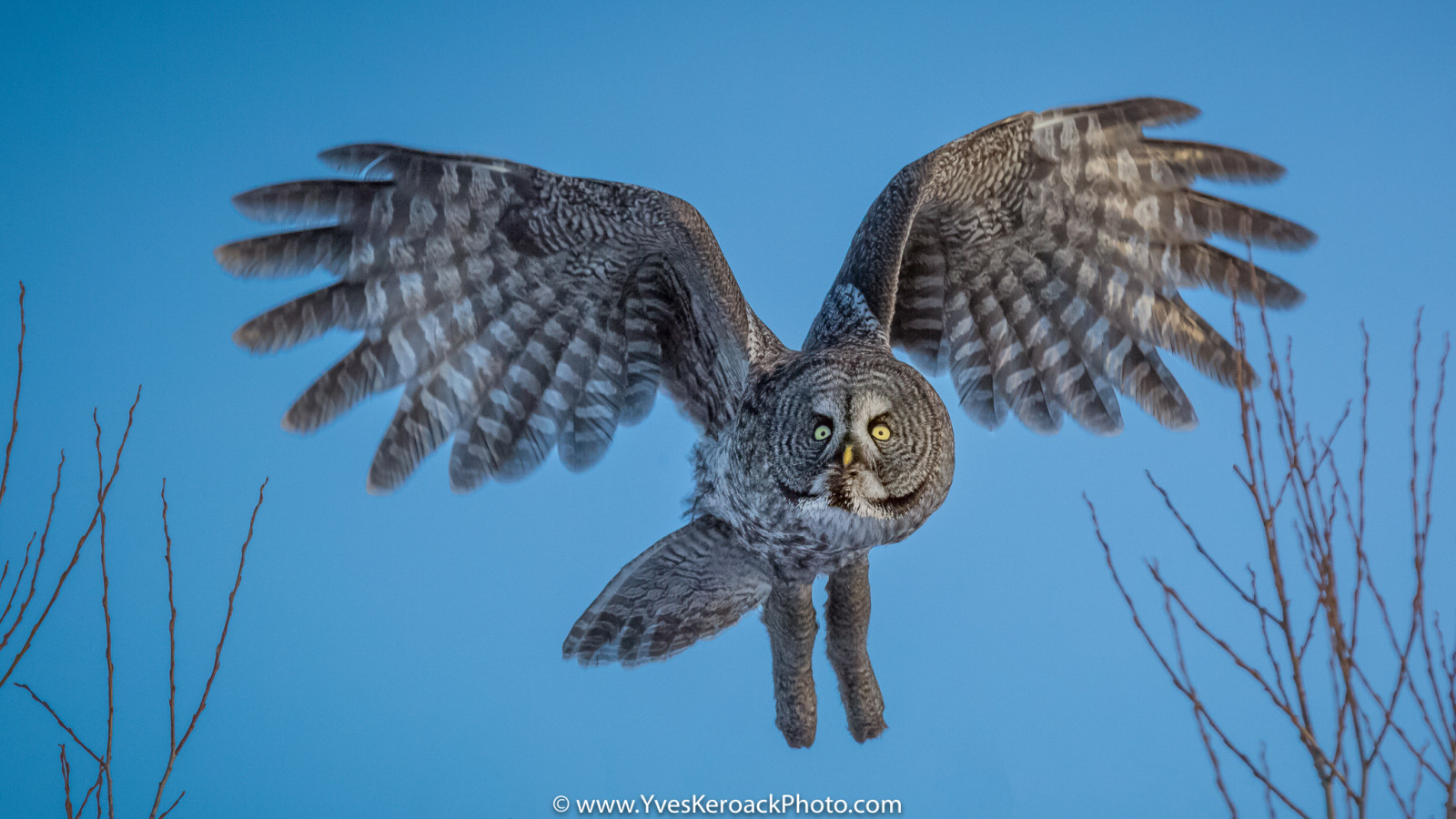 Příroda, zima, pole, Volně žijících živočichů, Kanada, dravý pták, sova, orel, zobák, Quebec, Sokol, pták, jestřáb, inflight, káně, hiver, oiseau, křídlo, fauna, champs, obratlovců, envol, Accipitriformes, ilestbernard, refugefauniquemargueritedyouville, greyowl, chouettelapone, yvesk roack