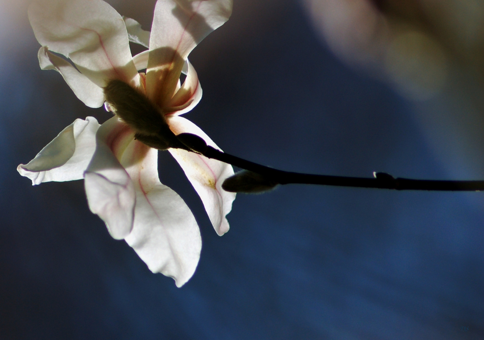 bílý, větev, květ, jaro, magnólie, Atlanta, 2007, květ, rostlina, flóra, pupen, hvězda, botanický, zahrada, okvětní lístek, anawesomeshot, zatraceně, abigfave, impressedbeauty, outstandingshots, větvička, kvetoucí rostlina, zblízka, makro fotografie, závod stonek, explore2007, Tjs, Tjd, Jan2007