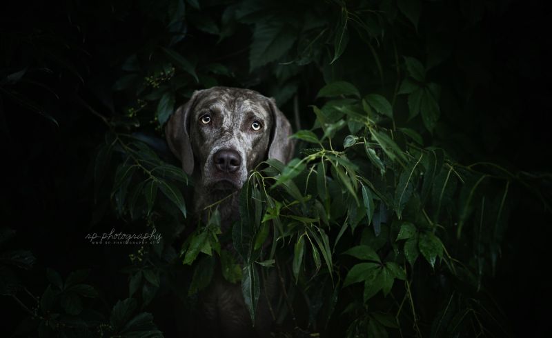 Hayvanlar, Karanlık, köpek, Bitkiler, 2000x1227 piksel, Yüz Hayvanlar, Karanlık, köpek, Bitkiler, 2000x1227 piksel, Yüz
