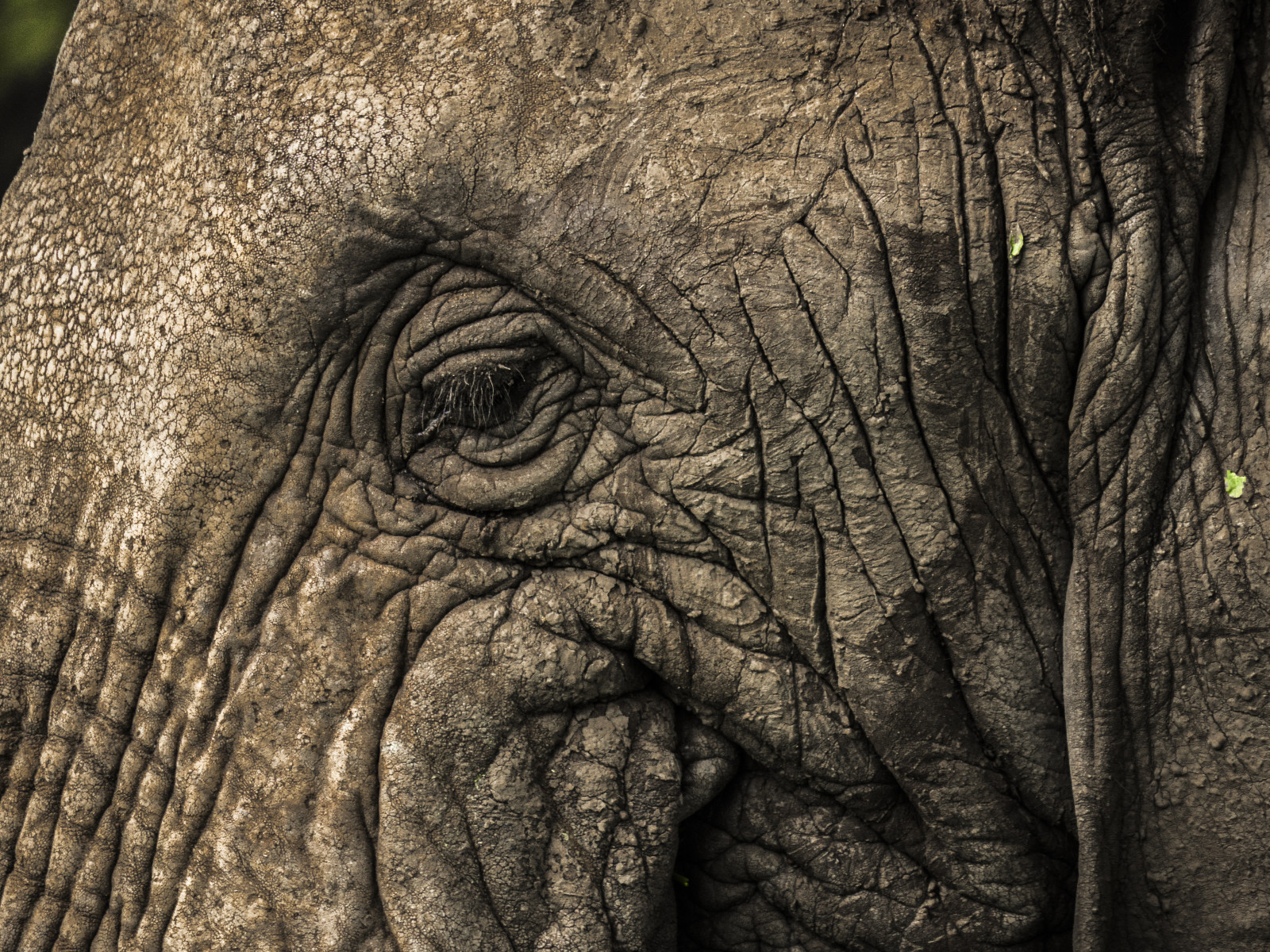 slon, detailní, Tanzanie