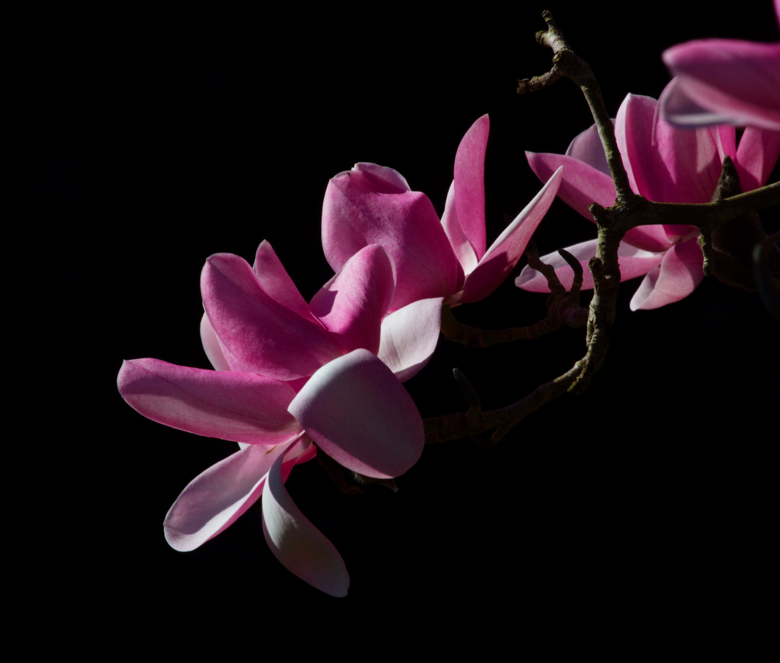 træer, kontrast, sort, blomster, lilla, Canon, kronblade, buske, blomst, lyserød, magnolia, magenta, Wales, blomst, plante, solskin, flora, skygge, botanisk, haver, kronblad, fleur, arbre, nationaltrust, computer tapet, blomstrende plante, tæt på, makrofotografering, møl orkidé, stængelplante, stadig liv fotografering, Bodnant, peterham, magnolia familie, urteagtig plante