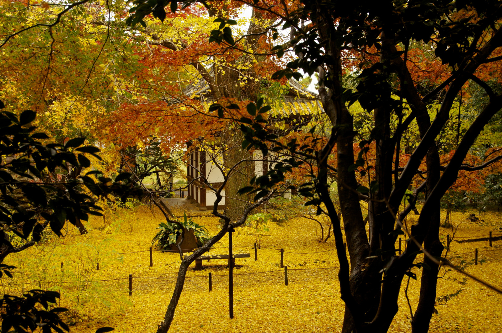 slunečnímu záření, les, podzim, listy, Příroda, větev, žlutý, Yokohama, pentax, strom, podzim, list, rostlina, sezóna, autum, gingo, sigma, pentaxart, zálesí, přírodní prostředí, dřevina, opadavý, jinan dvoulaločný