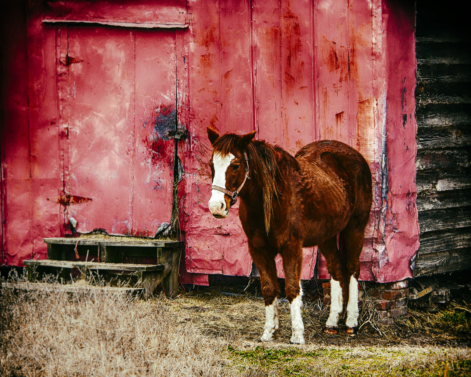 kůň, Červené, kůň jako savci, čenich, hřebec, hříva, hospodářská zvířata, mustang kůň, tráva, pack animal, strom, kobyla