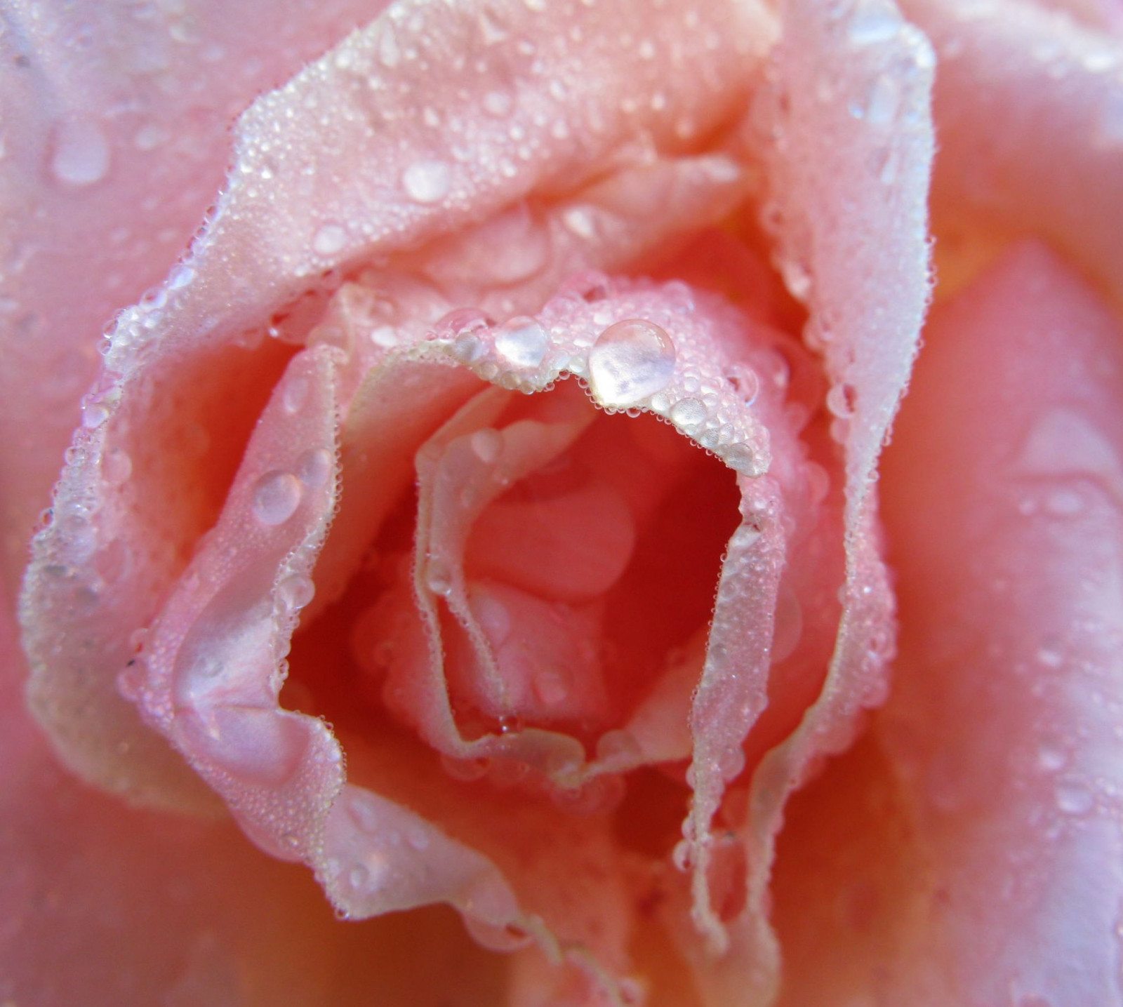 Příroda, Červené, makro, růže, Broskev, růžový, Spojené království, květ, kapky deště, okvětní lístek, ret, Essex, zblízka, makro fotografie, zahradní růže, růže rodina, růže objednávka, vlhkost, Harlow