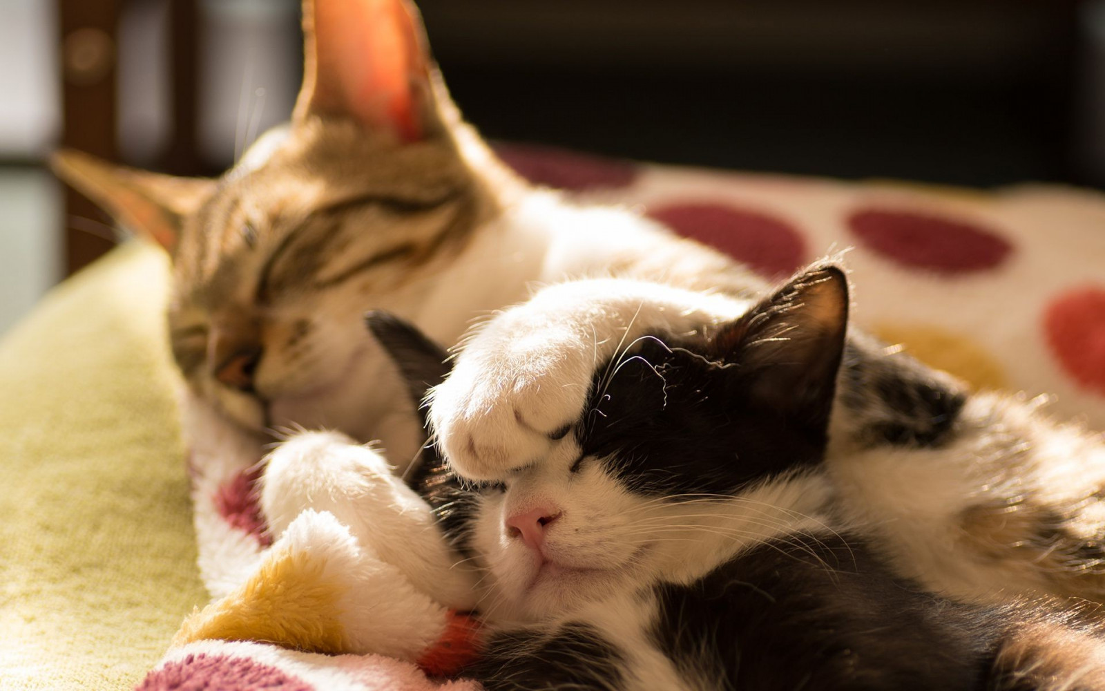 Hintergrundbilder Tiere, Schlafen, Pelz, Whiskers, Kätzchen, 1920x1200 px, Katze wie Säugetier