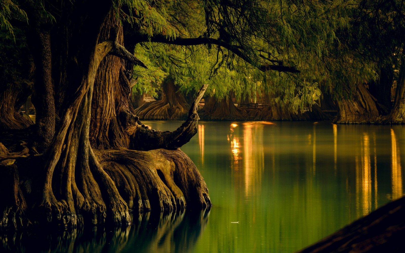 2100x1313 px, calma, floresta, lago, panorama, México, natureza, reflexão, Raízes, Árvores, agua