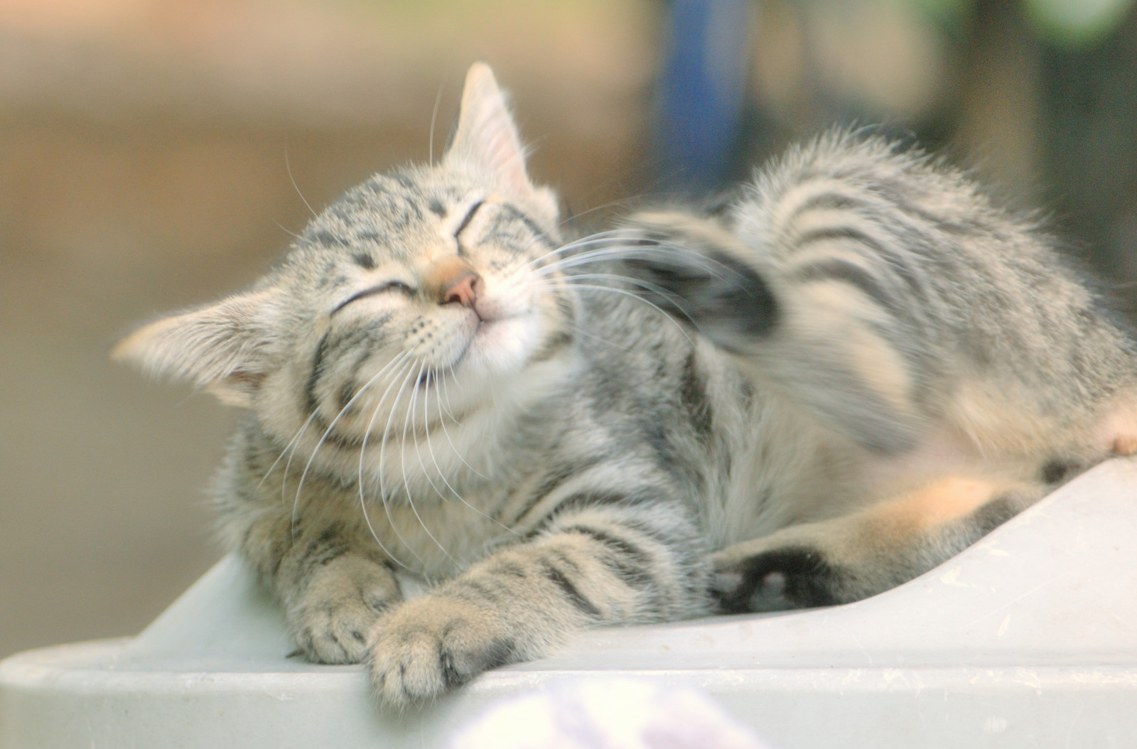 Fondos de pantalla Japón, gato, japonés, Nikon, gatito, dulce
