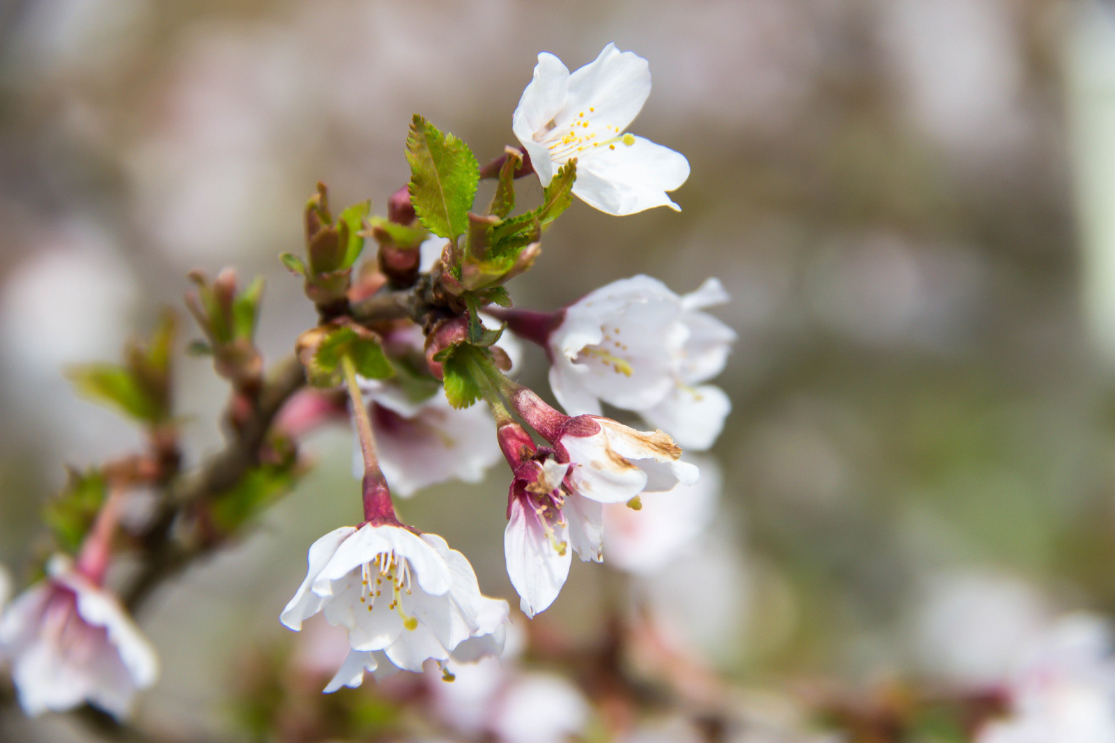 jídlo, zahrada, Příroda, park, větev, ovoce, Třešňový květ, květ, jaro, list, květ, rostlina, sezóna, Třešňový květ, flóra, Blomma, v r, jaro, Alnarp, okvětní lístek, k RSB rsblom, alnarpsparken, divoká rostlina, vyrobit, botanika, kvetoucí rostlina, zblízka, makro fotografie