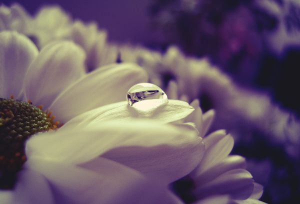 flower, petals, drop, close up, wet, light
