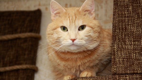 face, cat, nose, whiskers, eyes, furry