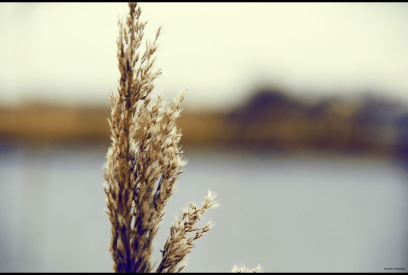 manhã,fechar-se,Família da grama,Macro fotografia,galho,ramo