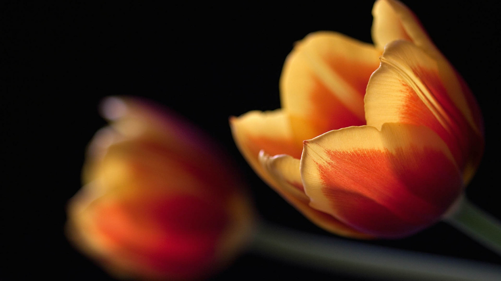 rød, skygge, tulipaner, fotografering, gul, striber, farve, blomst, plante, tulipan, hånd, kronblad, jord plante, blomstrende plante, organ, tæt på, makrofotografering, stadig liv fotografering