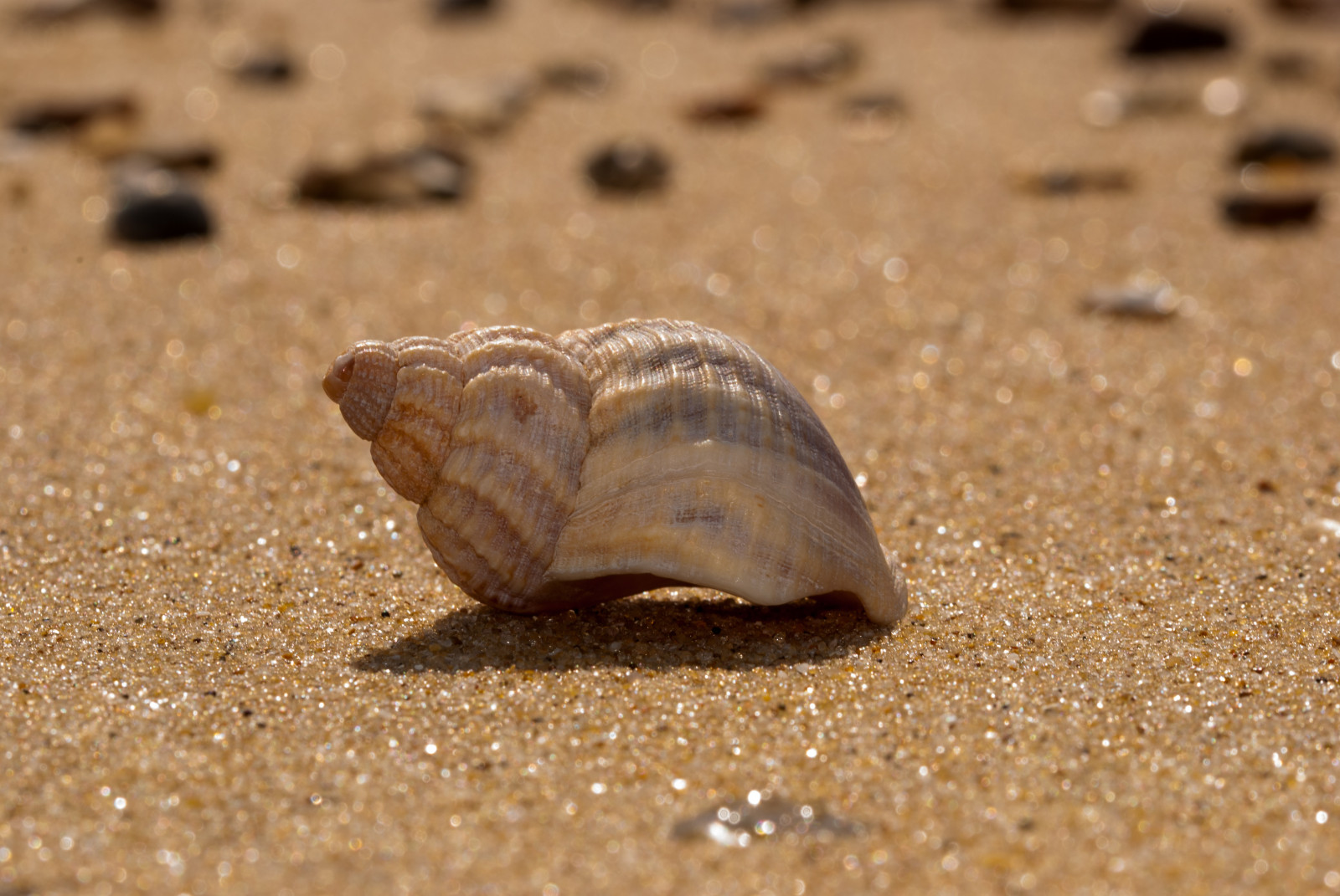 moře, Příroda, písek, minimalismus, pláž, Volně žijících živočichů, oblázky, hlemýžď, mušle, pobřeží, skořápka, minimalistický, fauna, twittertuesday, zblízka, makro fotografie, bezobratlý, mořská biologie, šneci a slimáci, mořský šnek, Walton, waltononthenaze, ulita