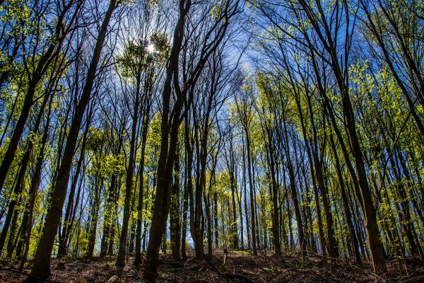 luce del sole,paesaggio,foresta,natura,cielo,erba
