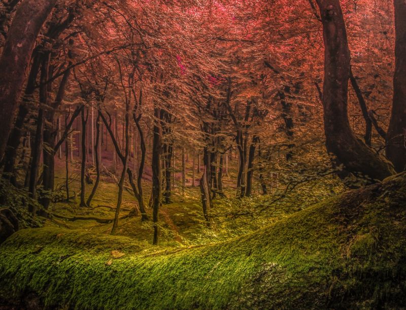 日光, 木, 風景, 森林, 自然, 草 日光, 木, 風景, 森林, 自然, 草