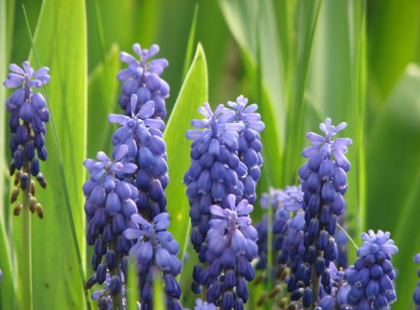 flowers,muscari,spring,greens,sharpness