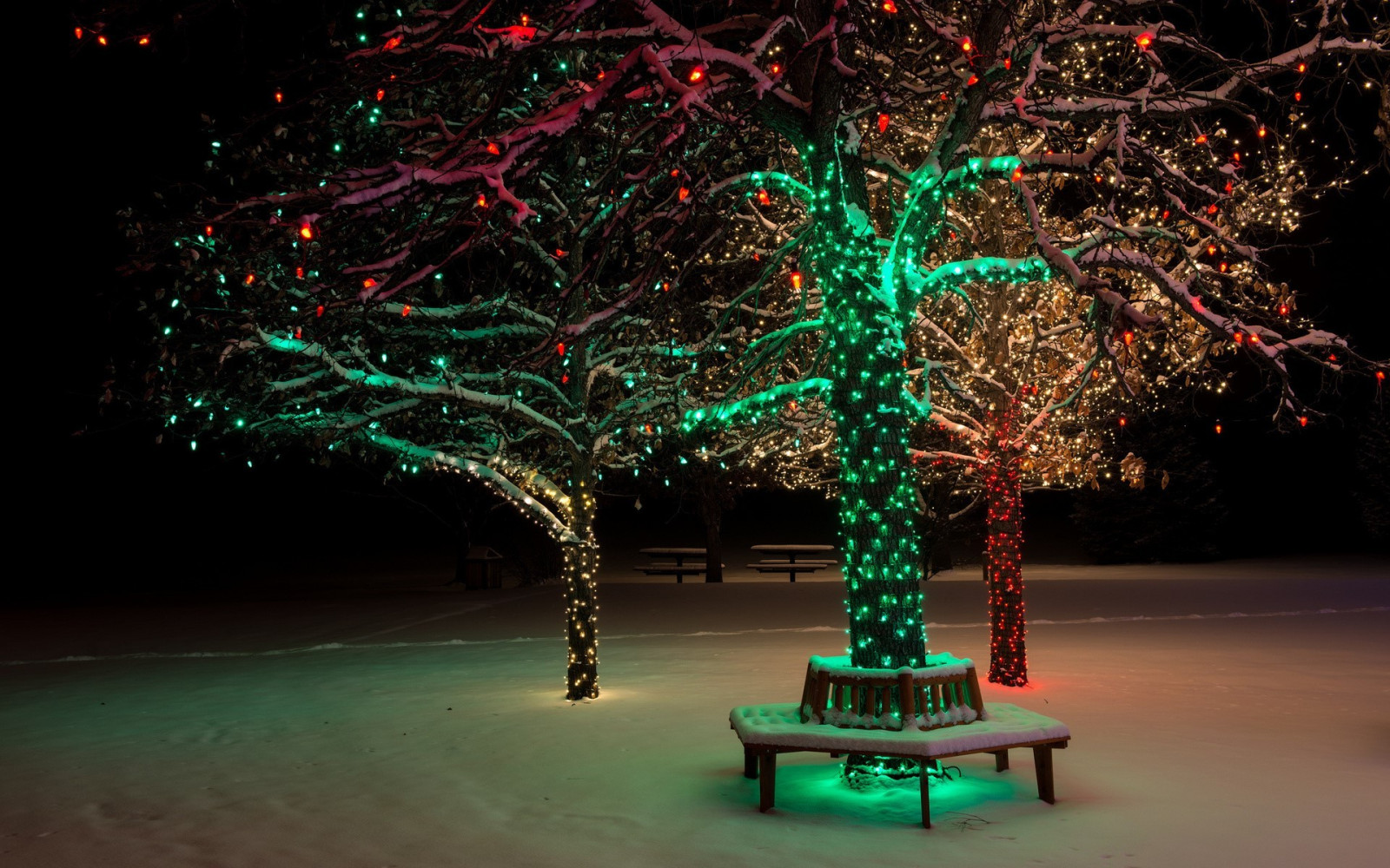 Árboles, luces, noche, parque, nieve, invierno, rama, Árbol de Navidad, Navidad, fiesta, luces de Navidad, abeto, medianoche, ligero, árbol, iluminación, oscuridad, decoración, 1920x1200 px, Papel pintado de la computadora, Decoración navideña, fiesta