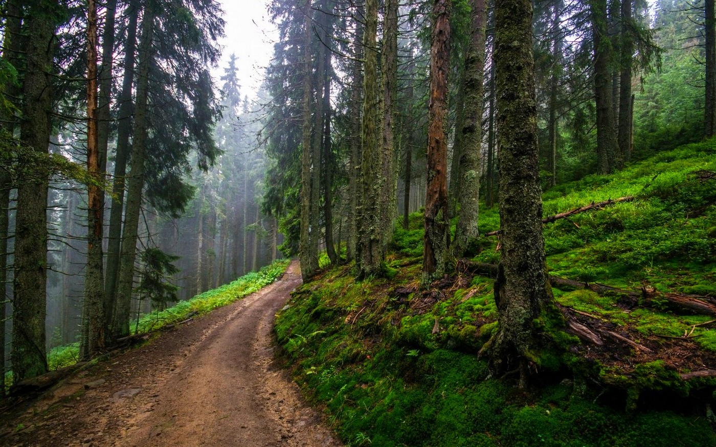 slunečnímu záření, stromy, krajina, les, Příroda, zelená, kopce, mlha, Prašná silnice, smrk, divočina, džungle, cesta, jaro, deštný prales, hřbet, strom, rostlina, stezka, vegetace, zálesí, místo výskytu, přírodní prostředí, atmosférický jev, dřevina, geografický rys, ekosystém, mírné jehličnatý les, biome, prales, smíšený les, opadavý