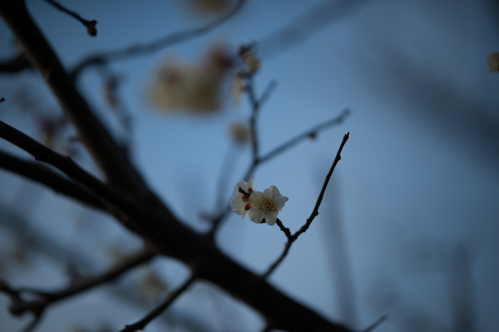 Giappone, natura, la neve, inverno, fotografia, ramo, insetto, Nikon, fiorire, primavera, Tokyo, Jp, albero, NIKKOR, autunno, foglia, fiore, pianta, stagione, ume, flora, afs105mmf14eed, afsnikkor105mmf14eed, df, ikegamibaien, Ikegami, japaneseapricot, fauna, ramoscello, avvicinamento, fotografia macro, invertebrato