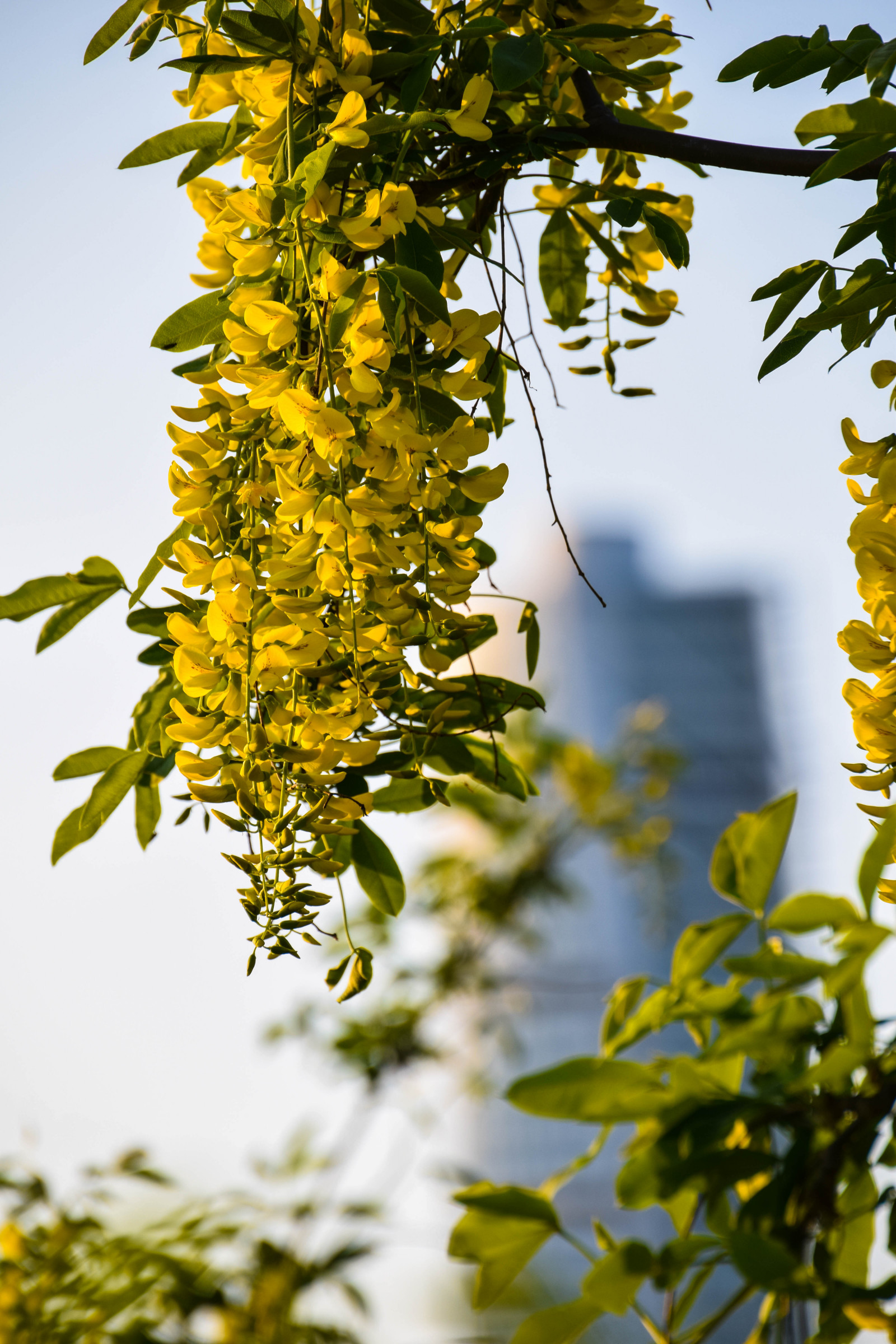 slunečnímu záření, jídlo, Příroda, větev, zelená, žlutý, květ, Švédsko, Evropa, Sverige, strom, hloubka pole, podzim, list, květ, rostlina, venkovní, sezóna, flóra, dof, sk nel n, se, Turning Torso, Malmo, gullregn, vyrobit, botanika, suchozemská rostlina, kvetoucí rostlina, dřevina, keř, jinan dvoulaločný