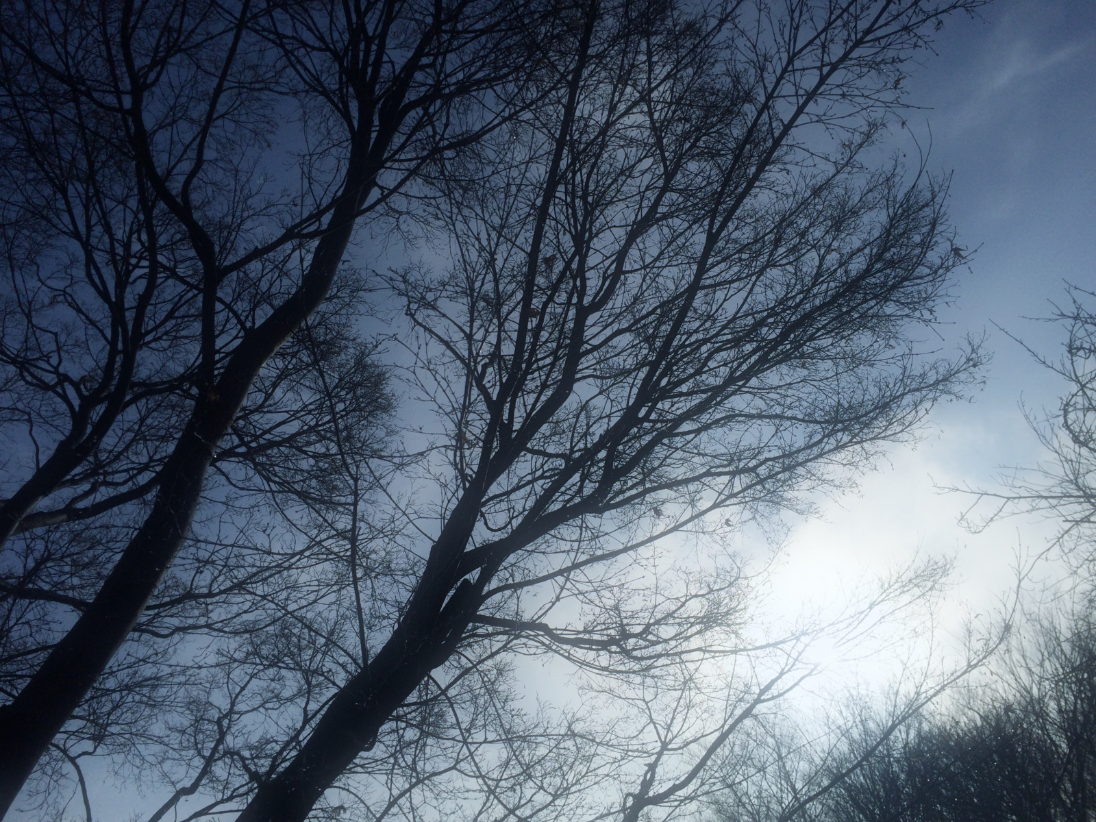 sollys, Skov, sort, natur, himmel, sne, vinter, afdeling, blå, aften, morgen, tåge, Sol, atmosfære, Fryser, lys, Sky, træ, tåge, vejr, daggry, plante, sæson, mørke, Iphone 5s, atmosfærisk fænomen, vedplante