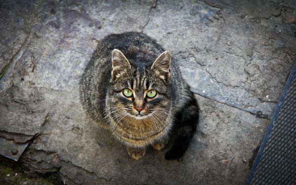 animals,cats