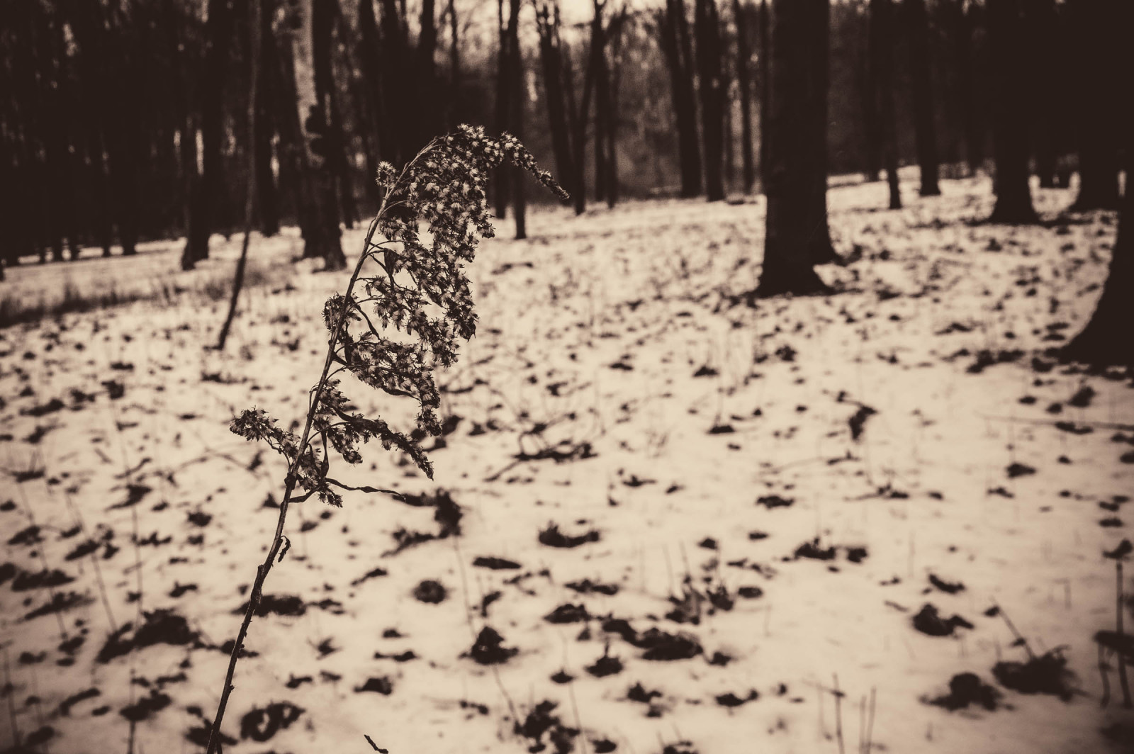 plant, People in nature, branch, Natural landscape, wood, twig, trunk, tree, snow, grass, Freezing, deciduous, Tints and shades, landscape, forest, monochrome photography, woodland, monochrome, winter, soil, frost, shadow, temperate broadleaf and mixed forest, grove, fun, wildlife, stock photography, rock, jungle, Northern hardwood forest, plant stem, darkness, autumn, spruce fir forest, recreation, still life photography, old growth forest, street