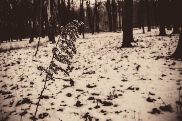 plant,People in nature,branch,Natural landscape,wood,twig