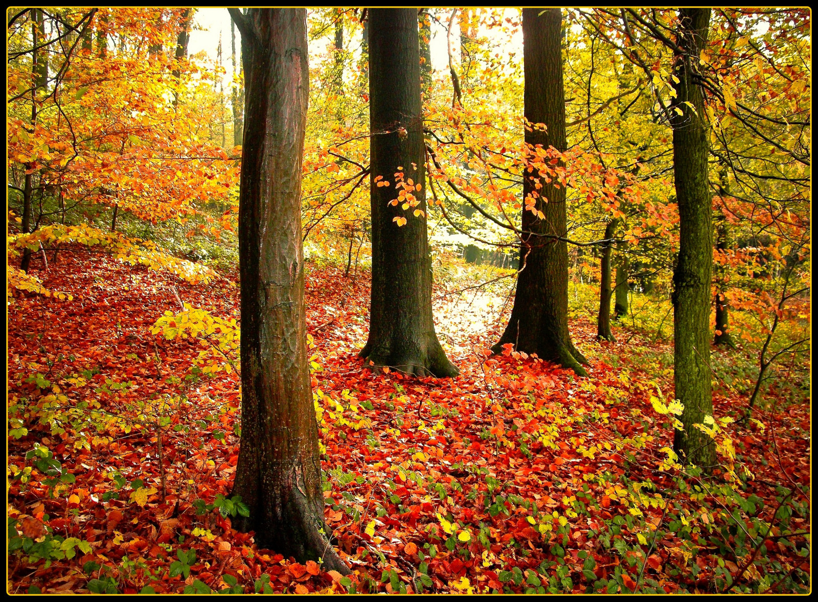 ไม้, ฤดูใบไม้ร่วง, ดวงอาทิตย์, ต้นไม้, ศิลปะ, ตก, ป่า, ป่าไม้, เยอรมนี, ใบไม้, ray, ตอนบ่าย, ความคิดสร้างสรรค์, Oberberg, golddragon, platinumphoto, aplusphoto, theunforgettablepictures, sunsgine, 2112008, damniwishidtakenthat, วากามาราม, micarttttworldphotographyawards, micartttt, bestcapturesaoi, elitegalleryaoi