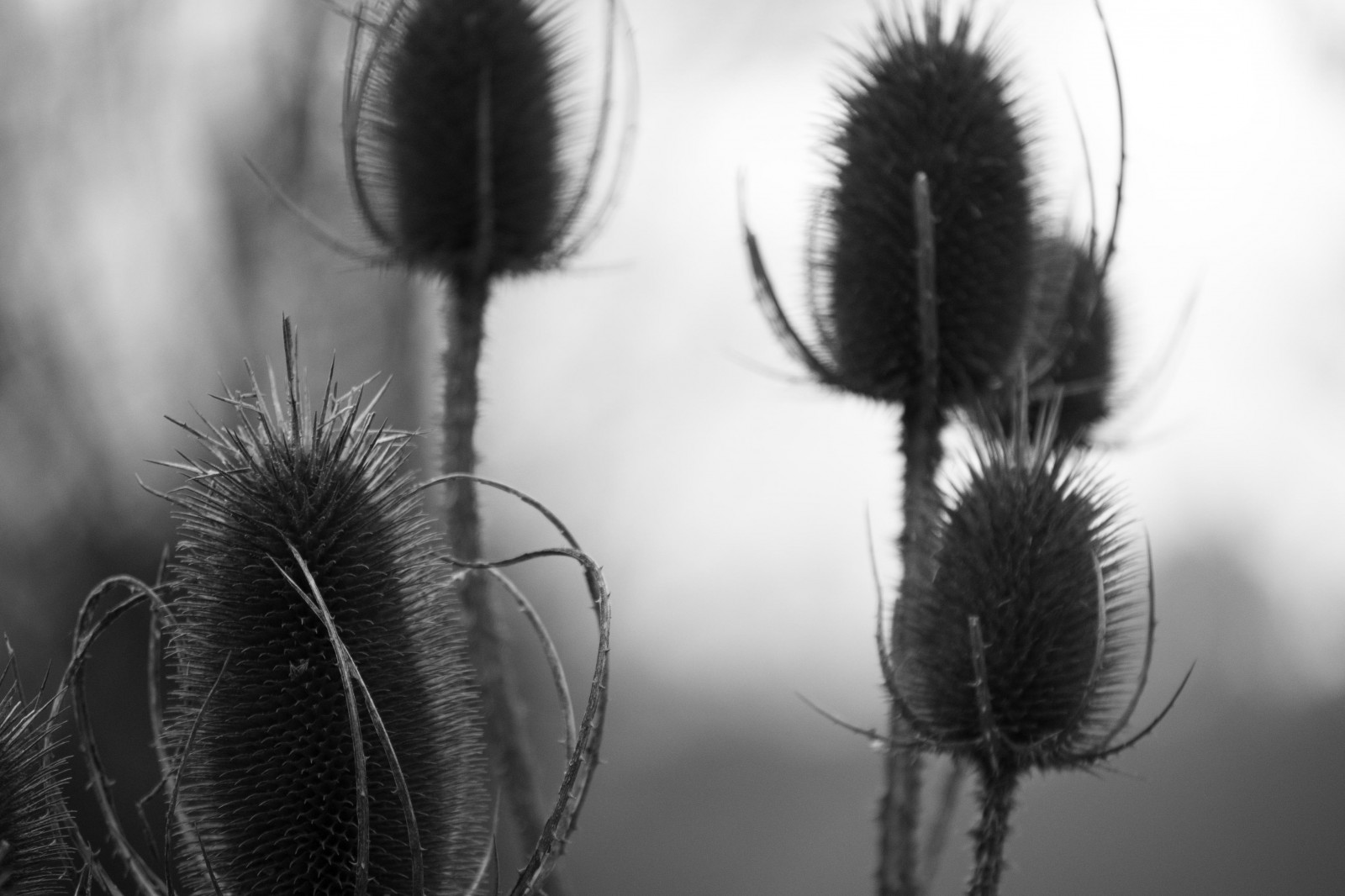 Černá, černobílý, Příroda, fotografování, Nikon, D750, NIKKOR, hloubka pole, květ, rostlina, pták, tělesné, Pírko, materiál, křídlo, noiretblanc, fauna, nb, Černý a bílý, monochromatické fotografování, módní doplněk, zblízka, makro fotografie, závod stonek, 5502000mmf4056