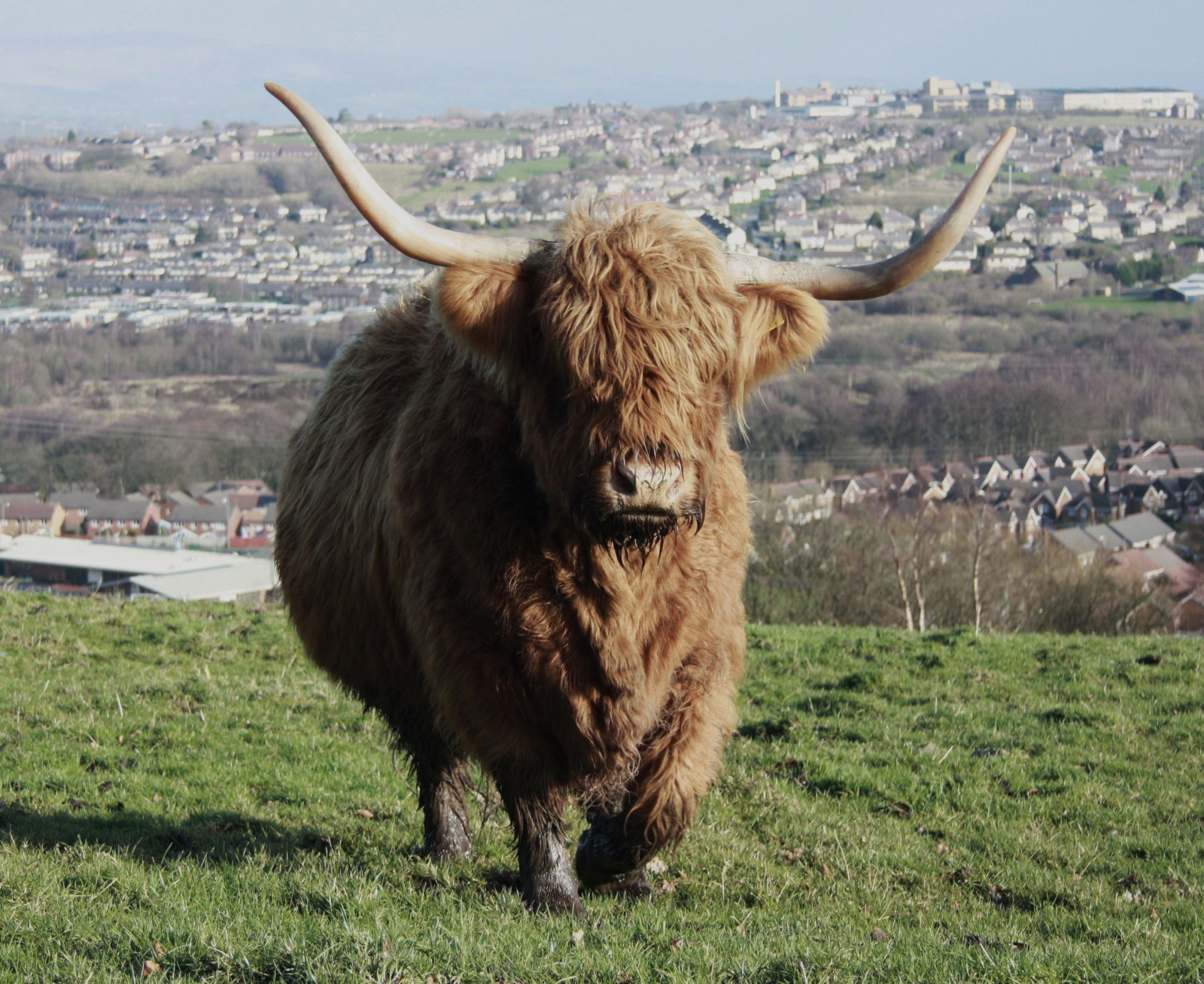 Příroda, tráva, růžky, Volně žijících živočichů, hospodařit, kráva, Býk, zvíře, vysoký, lučina, hospodářská zvířata, pastvina, dobytek, yak, přistát, roh, vysočina, čenich, dobytek, jako je savec, vůl, kráva koza rodina, pastvisko, texas longhorn, terrestrial animal