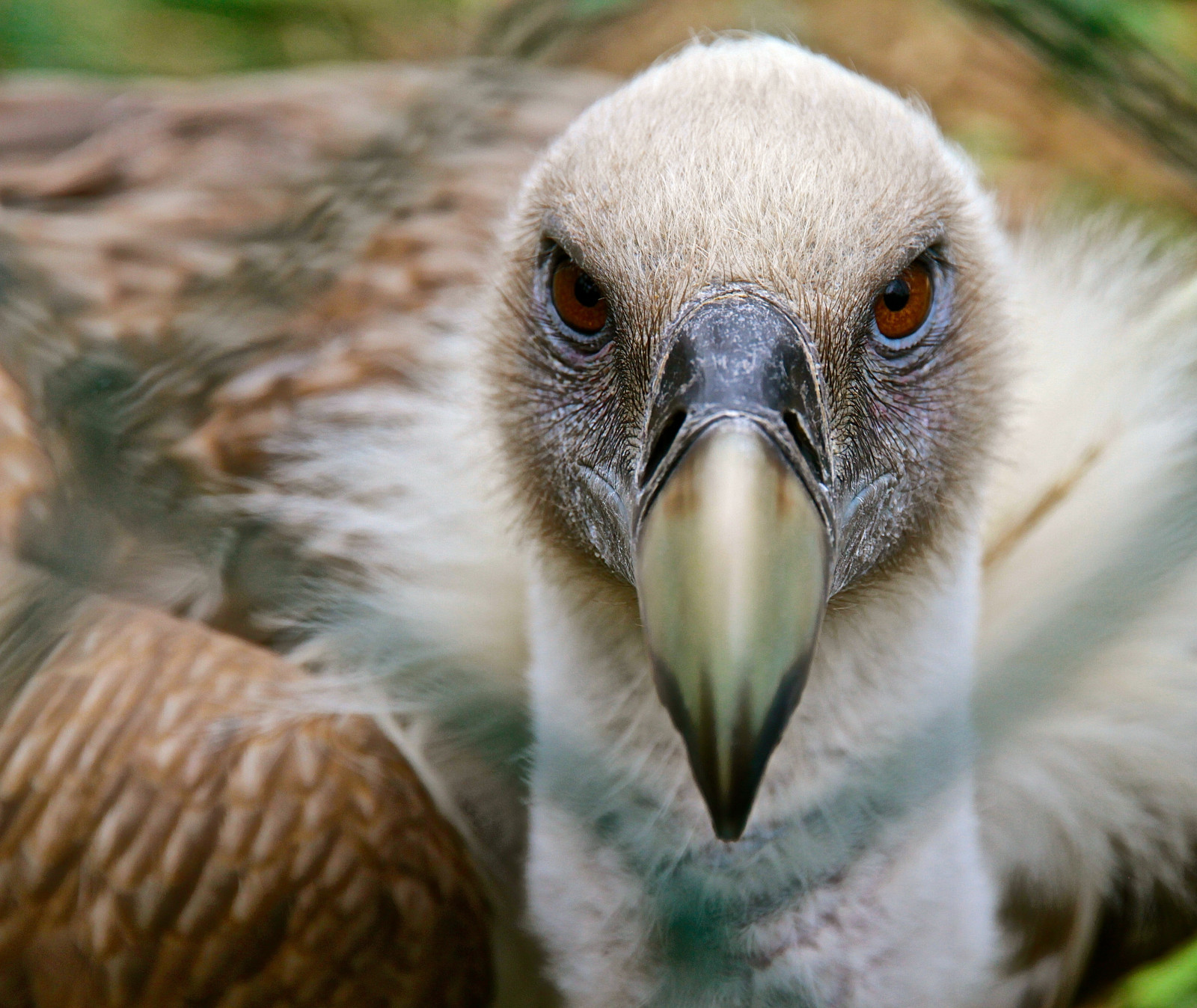 Fond d'écran : le bec, oiseau de proie, faune, œil, fermer, organisme ...