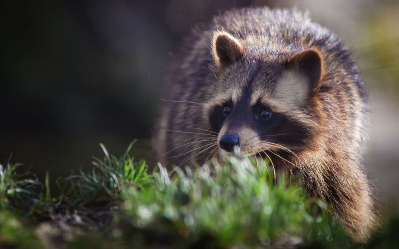 zvěř, Volně žijících živočichů, kníry, mývalové, fauna, tráva zvěř, Volně žijících živočichů, kníry, mývalové, fauna, tráva